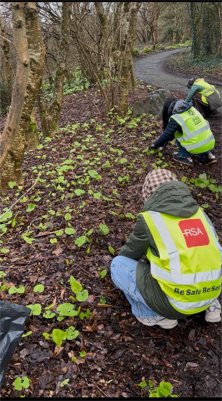 Students in hi-vis jackets weeding heliotropes