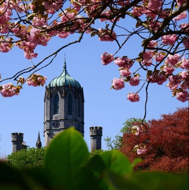 University tower and blue sky and cherry blossom